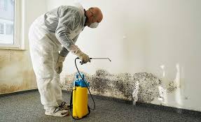 Best Mold Damage Restoration  in Commerce, TX