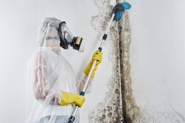 Best Water Damage & Mold Remediation  in Commerce, TX